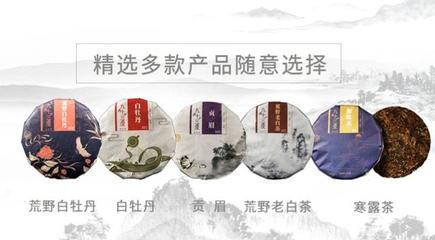 发扬白茶文化 九十三度老白茶引领行业发展
