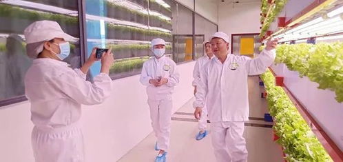 看菜不是菜,看菜还是菜 探访湖南省国际稻都农业技术研究院新型智慧蔬菜工厂